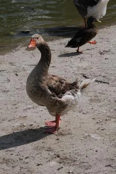 Goose Stock Photos