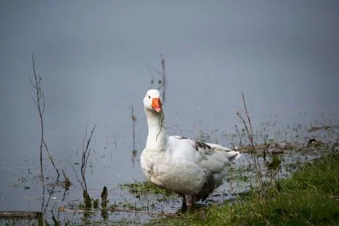 Goose Stock Photos