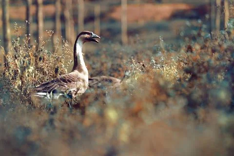 Goose Stock Photos