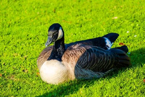 Goose Stock Photos