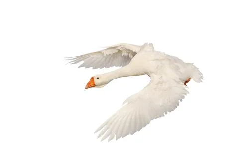 Goose Stock Photos