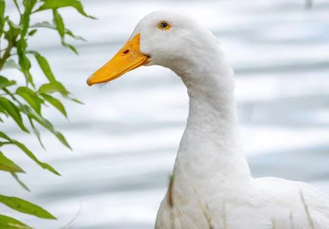 Goose Stock Photos