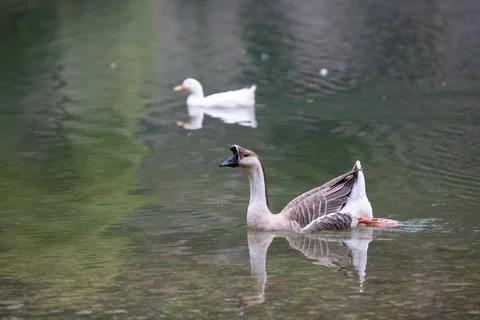 Goose Stock Photos