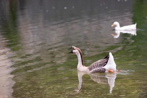Goose Stock Photos
