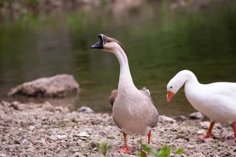 Goose Stock Photos