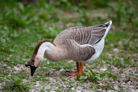 Goose Stock Photos