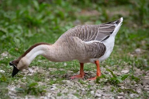Goose Stock Photos
