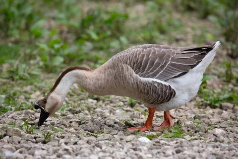 Goose Stock Photos