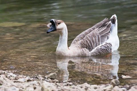 Goose Stock Photos
