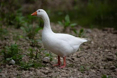 Goose Stock Photos