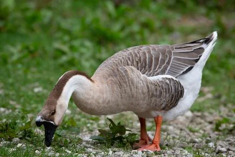 Goose Stock Photos
