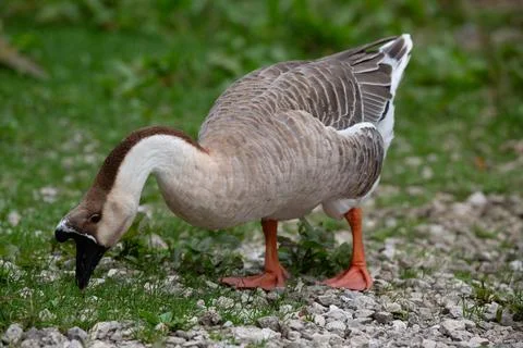 Goose Stock Photos