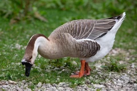 Goose Stock Photos