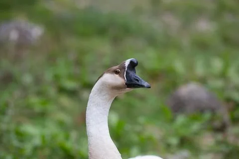 Goose Stock Photos
