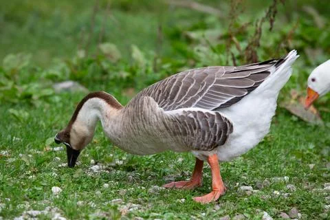 Goose Stock Photos