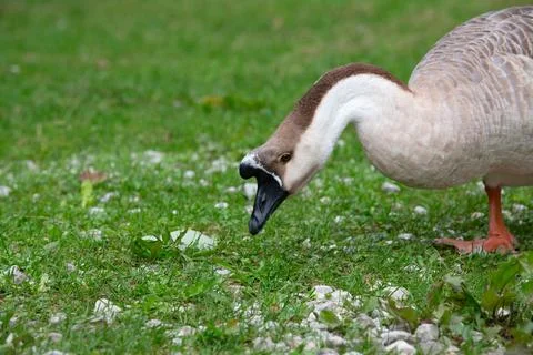 Goose Stock Photos