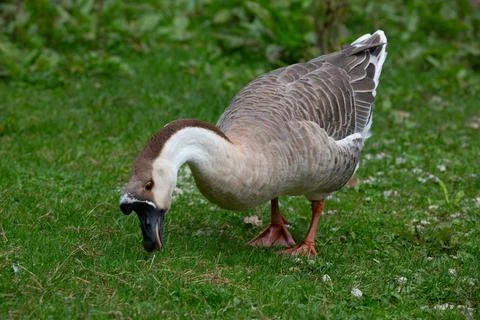 Goose Stock Photos