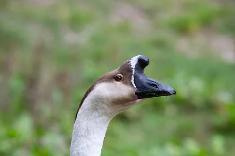 Goose Stock Photos