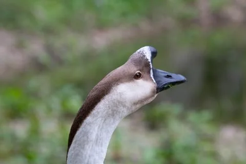 Goose Stock Photos