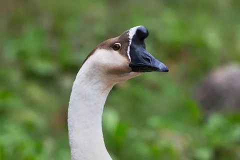 Goose Stock Photos