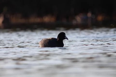 Goose Stock Photos