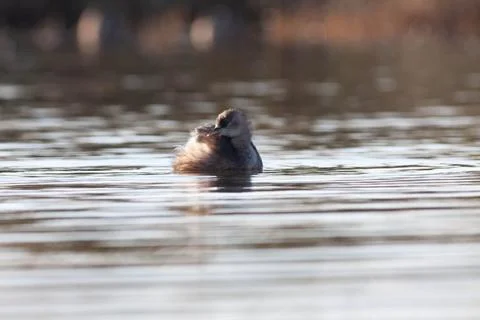 Goose Stock Photos