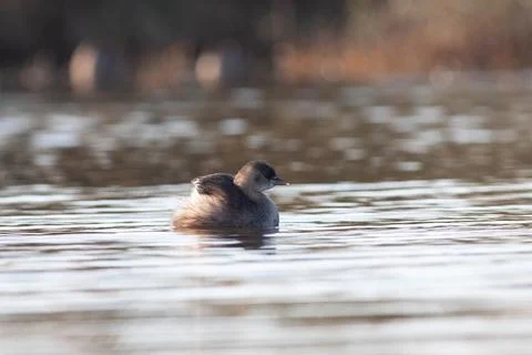 Goose Stock Photos