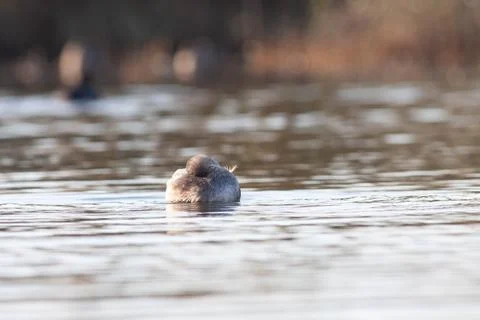 Goose Stock Photos