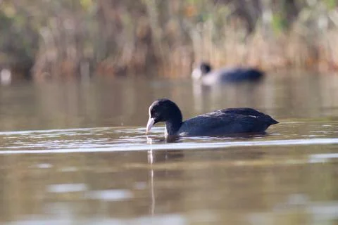 Goose Stock Photos