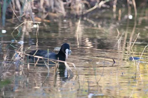 Goose Stock Photos