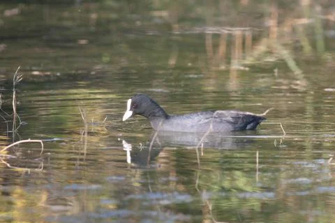 Goose Stock Photos