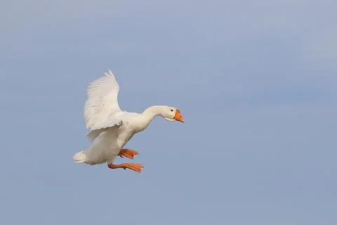 Goose Stock Photos