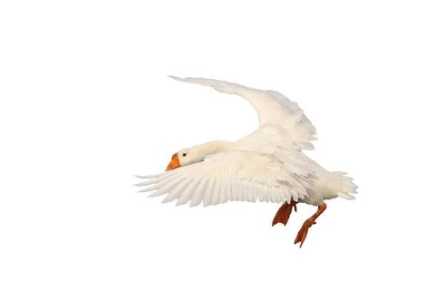 Goose Foto stock