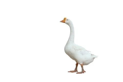 Goose Stock Photos