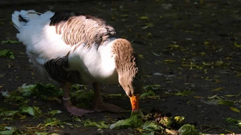 Goose picking up food Stock Footage 243348529