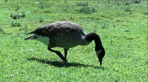 Goose Plucking Grass Vídeo Stock 12046494