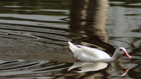 Goose in the pond  - 4K - ProRes Vídeos de archivo 163586501