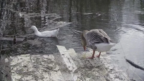 Goose on the pond drinking water Video stock 145771197