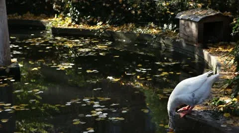 Goose in the pond 库存影片 11482670