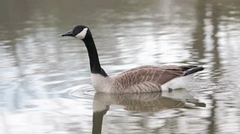 Goose on the Pond Stock Footage 38545602