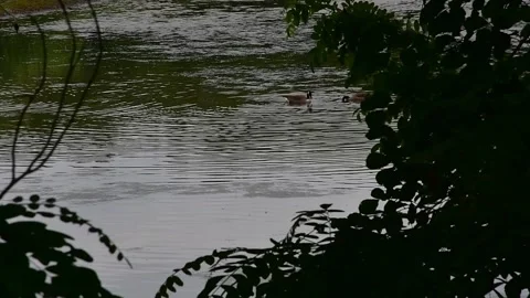 Goose on Pond Stock Footage 242449039
