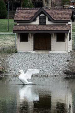 Goose in a pond in front of house Stock Photos