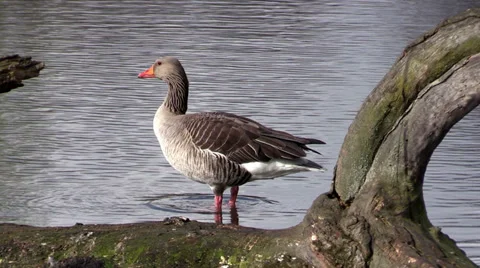 Goose in pond in Hannover Stock Footage 36922457