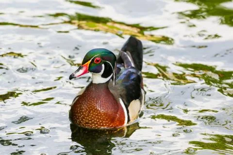 Goose in a pond Stock Photos