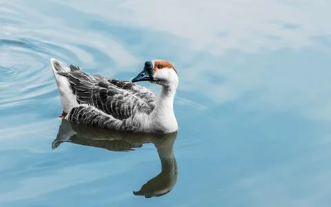 Goose in the pond Stock Photos