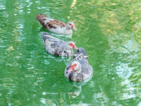 Goose in the pond Stock Photos