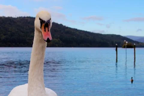Goose by the Pond 写真素材