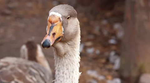Goose portrait close Stock Footage 43562159