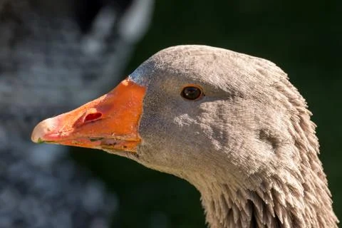 Goose portrait Foto stock