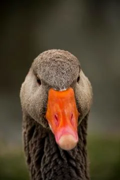 Goose portrait Stock Photos